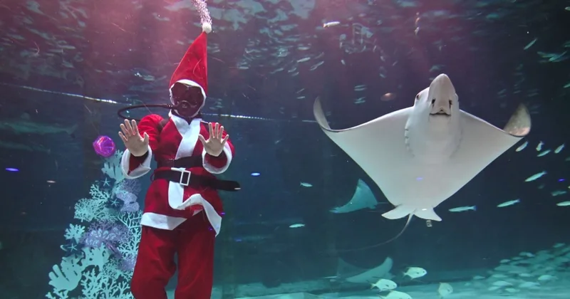 'Tis the Season!