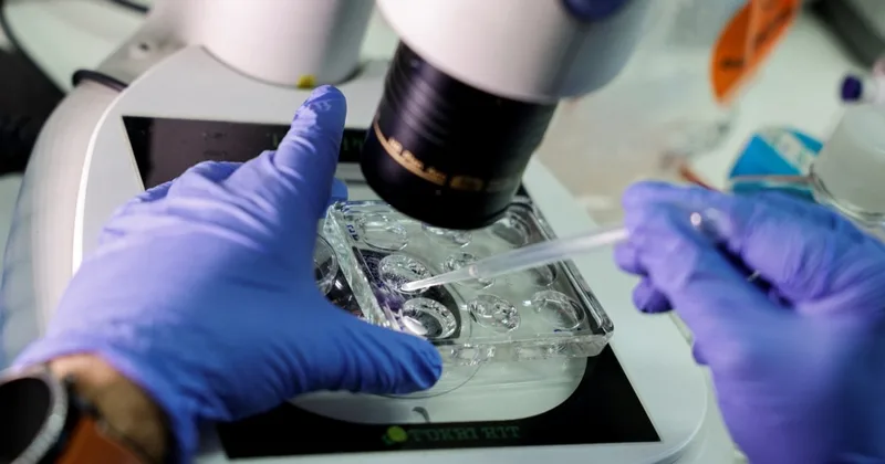 Israeli Scientists Announce Creation of Embryo Model in Lab
