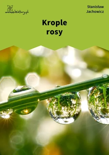 Krople rosy