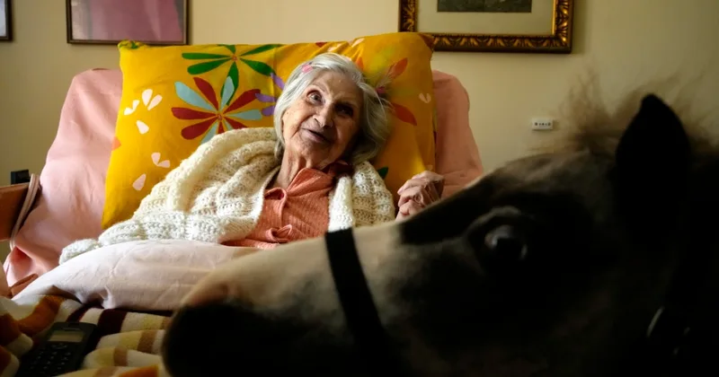 Mini Horses in Greece Bring Joy to Sick, Disabled