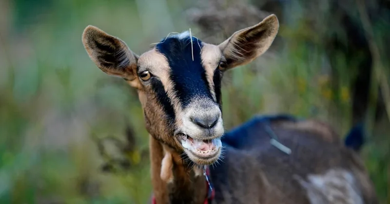 Blaming Others With a Goat: A 'Scapegoat'