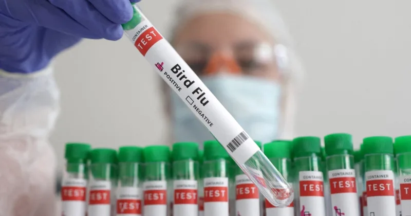 Where Bird Flu Is Spreading around the World