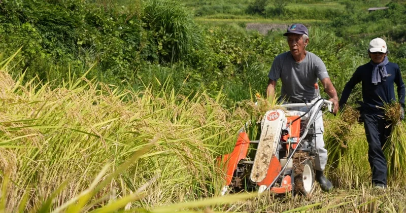 New Rice May Help Farmers in Japan Face Climate Change
