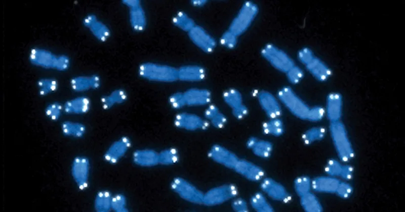 Researchers Find Gene behind Disorder Causing Intellectual Disability