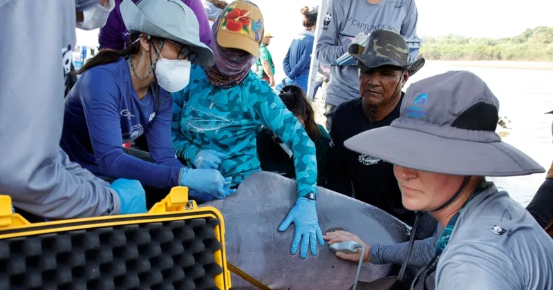 Scientists Study Amazon Dolphins in Effort to Prevent Deaths