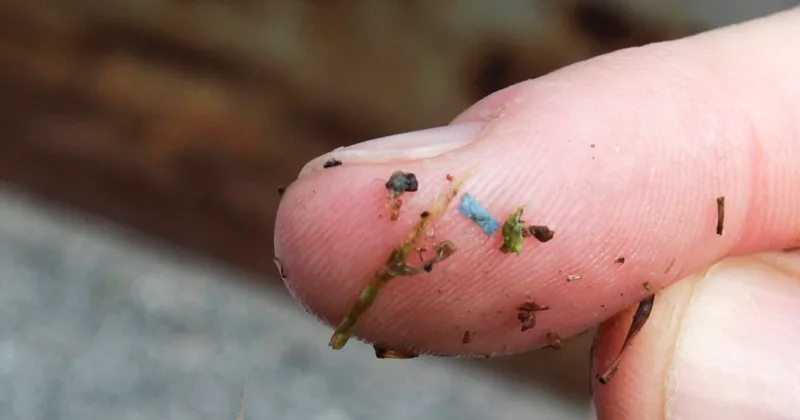 Are Microplastics Harmful?