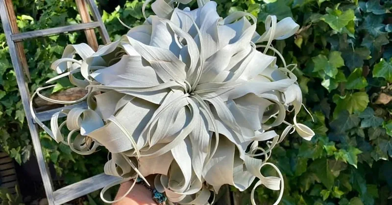 No Soil Needed to Grow Air Plants at Home