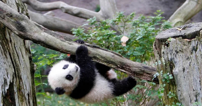Will Panda Return to US?