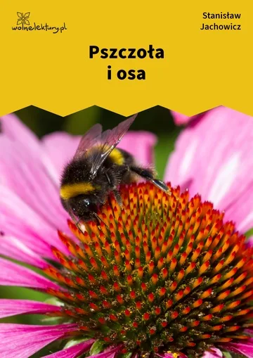 Pszczoła i osa