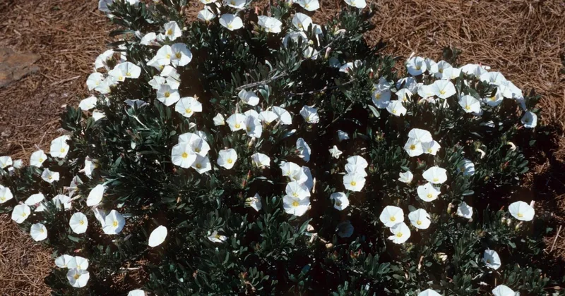 Tough Groundcovers for Dry Climate