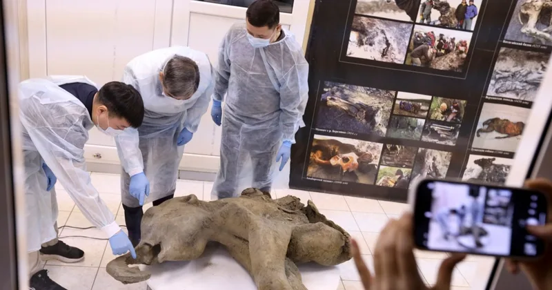 Scientists Show Baby Mammoth Preserved for 50,000 Years in Siberia