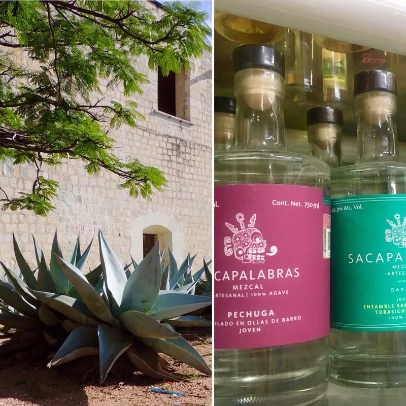 El renacer de una tradicional bebida mexicana: el mezcal