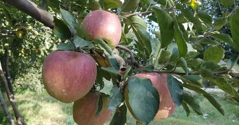 Low-hanging Fruit