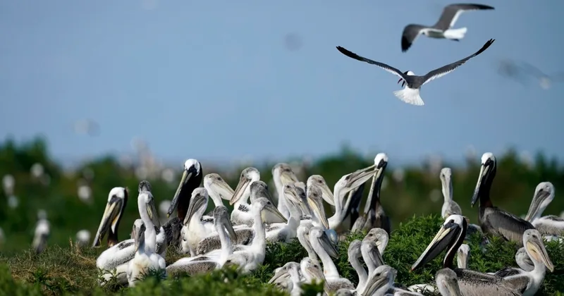 'Birds of a Feather ...'