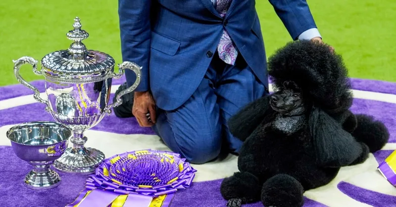 Miniature Poodle Wins Westminster Dog Show