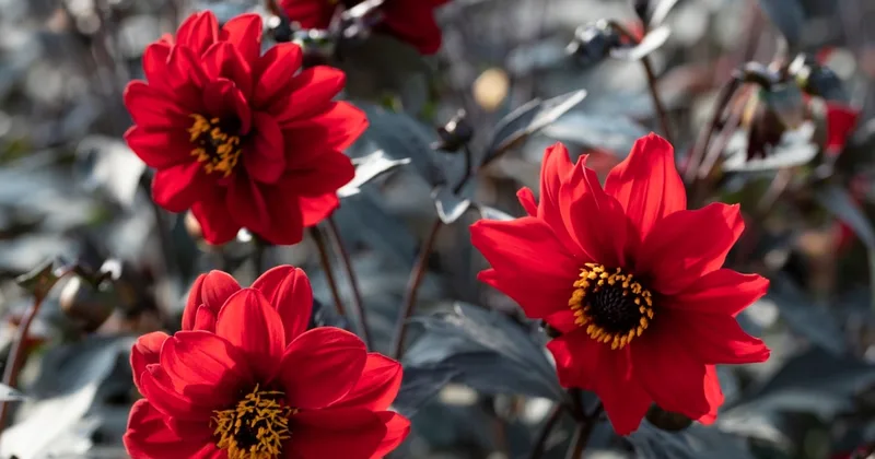 New Flowering Plants for Gardeners to Try
