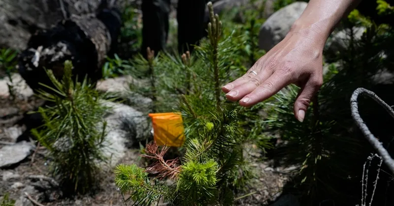 Study: Replanting Same Trees Cannot Replace Burned Forests