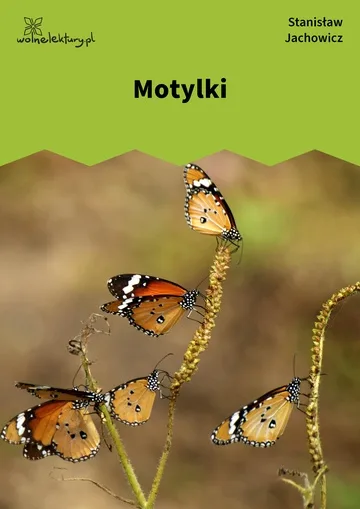 Motylki