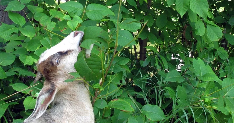 How to Deal Safely with Poison Ivy in the Garden