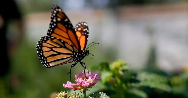 Exploring the 'Butterfly Effect'