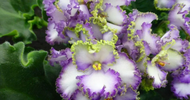 Garden Group Names 2024 ‘Year of African Violet’