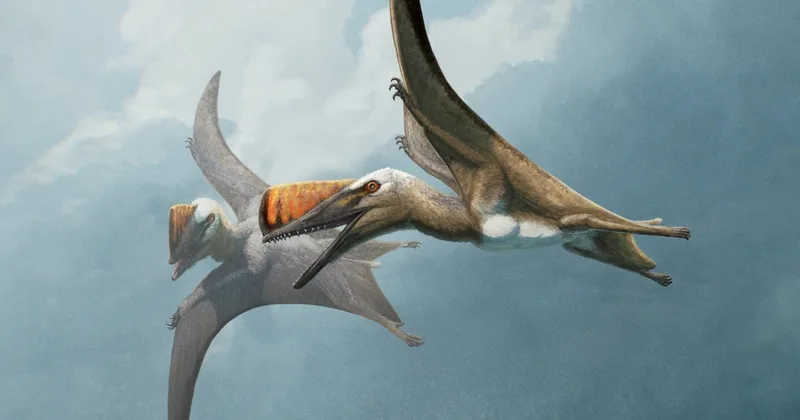 Fossil from Germany Provides New Details about Ancient Flying Reptiles