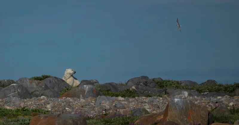 ‘A Great Situation:’ Canadian Town Lives with Polar Bears