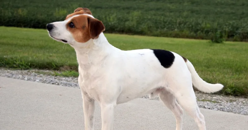 Danish-Swedish Farmdog Is American Kennel Club’s Newest Breed