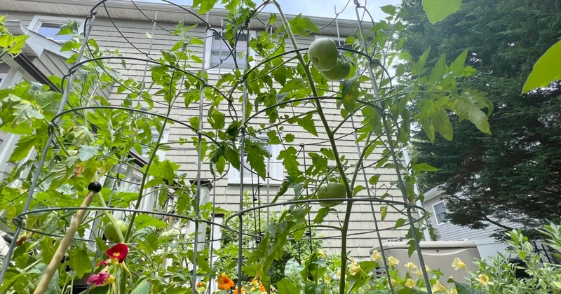 Heat Can Be Good or Bad for Your Garden