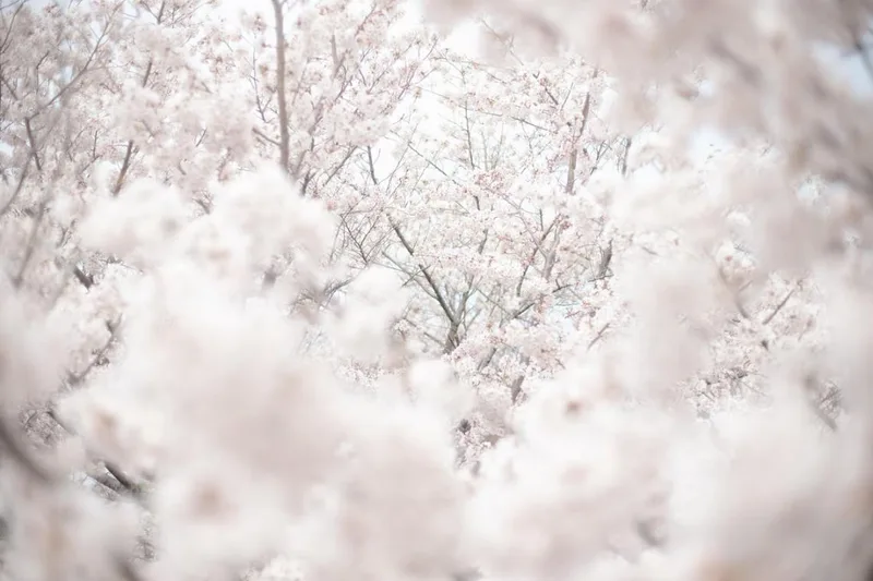 Ранният цъфтеж на сакура е предупредителен знак