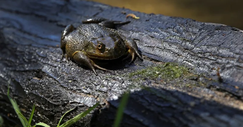 Large Chilean Frog at Risk from Climate Change