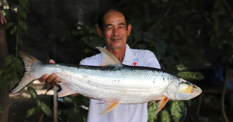 Large Fish Thought to Have Disappeared Found in Mekong River