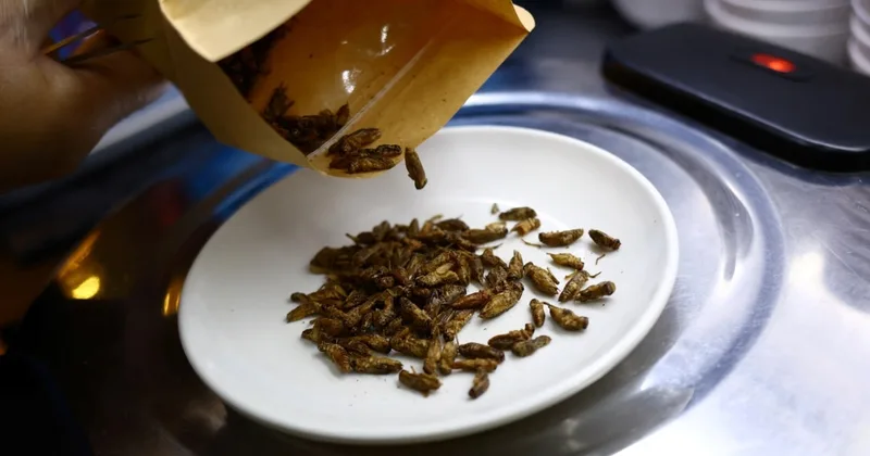 Singapore Approves Insects as Food