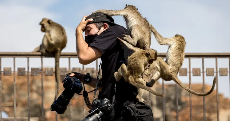 'To Have a Monkey on Your Back' Is No Laughing Matter