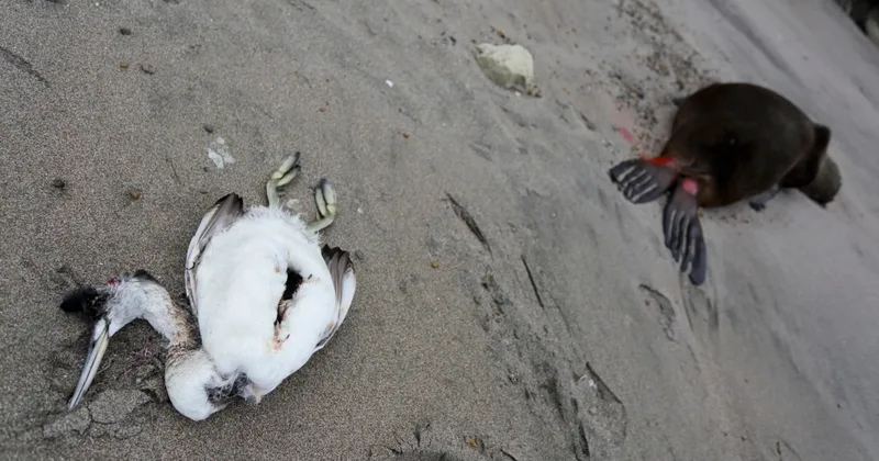 Scientists Study Why Bird Flu Kills Some Animals, Not Others