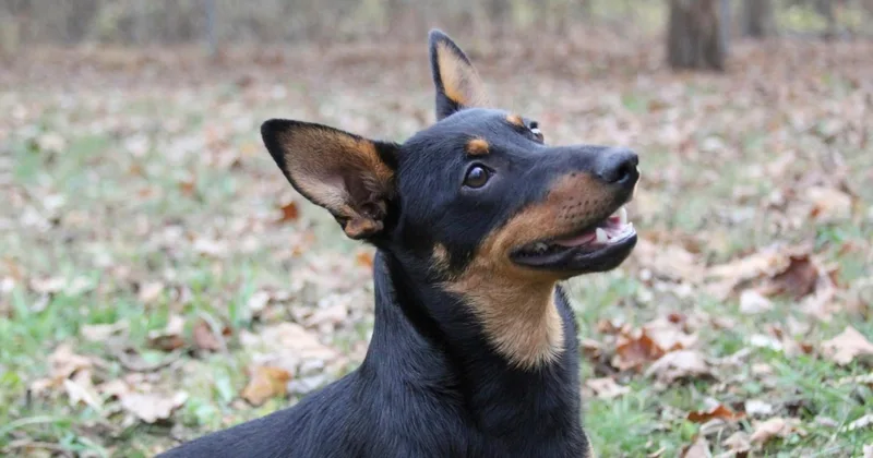 Lancashire Heeler: Small Dog with Big Smile