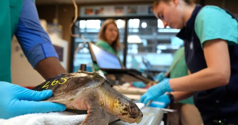 Saving Sea Turtles on Northeastern US Coast