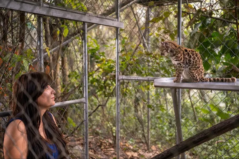 Leopardus tilcayo: първият нов вид котка от над 100 години