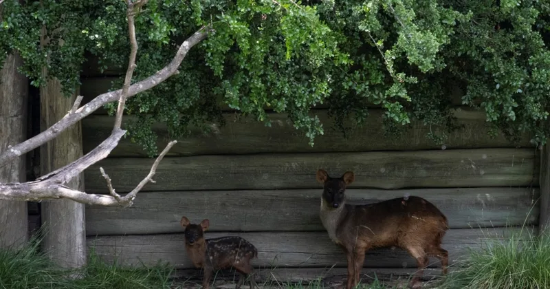 Rare Birth Gives Hope to Endangered Deer