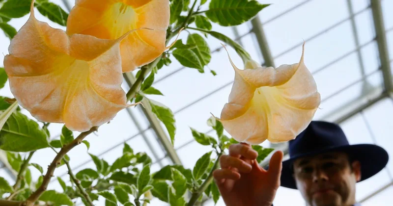 Poisonous Plants Look Like Safe Ones