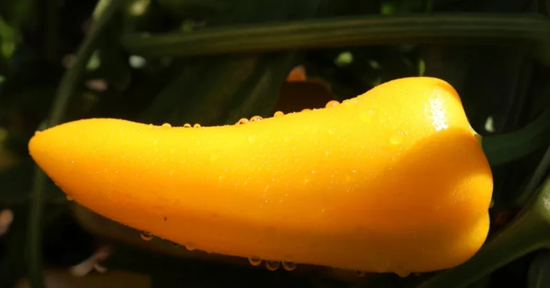 New Fruits and Vegetables for Gardeners to Try