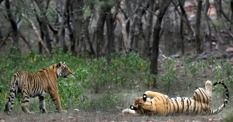 Study Finds India’s Tiger Population Doubled in 12 Years