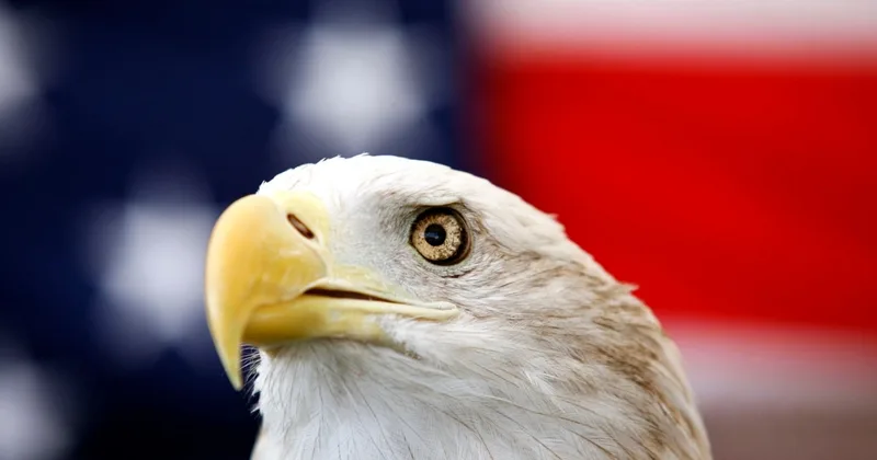Don't Miss a Thing With 'Eagle Eyes'