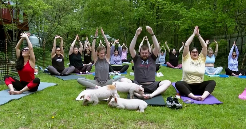 Pigs in Yoga Class Put People at Ease