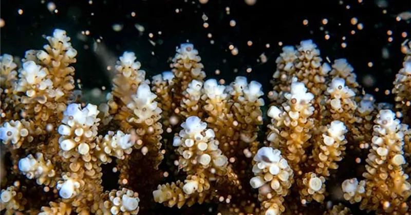 Scientists Say They Have Bred Corals to Better Resist Warm Oceans