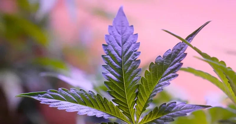 Daily Marijuana Use Greater than Daily Alcohol Use in US