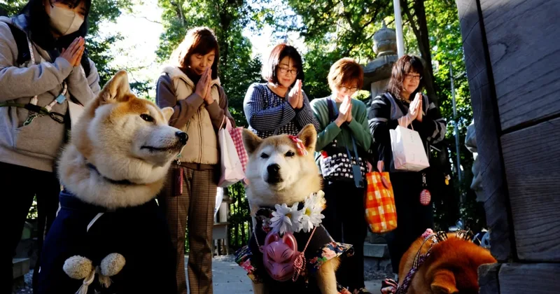 Animals Receive Blessings in Place of Children in Aging Japan
