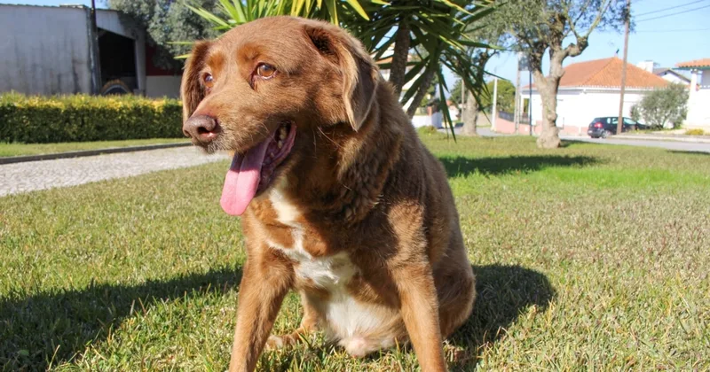 Guinness World Records Investigates ‘World's Oldest Dog’