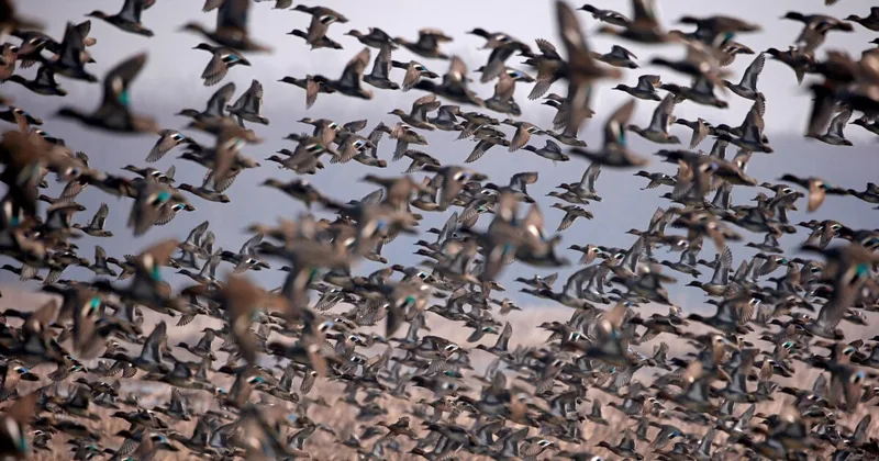 Study: 610 Kinds of Birds Have Disappeared in Past 130,000 Years