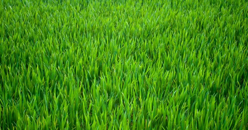 'Watching the Grass Grow' Is Not Fun